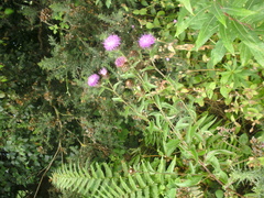 Centaurea nigra