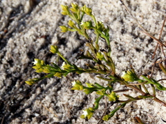 Thesium acuminatum