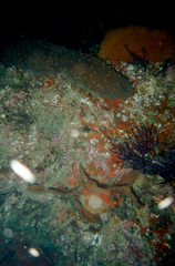 Baseodiscus mexicanus