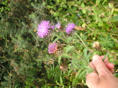Centaurea nigra