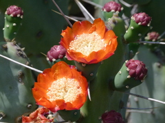 Opuntia quimilo