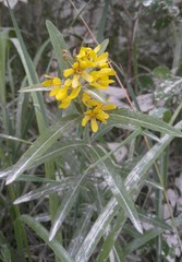 Lysimachia davurica