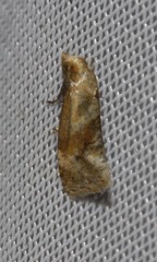 Gynnidomorpha romonana