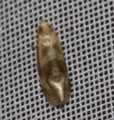 Gynnidomorpha romonana