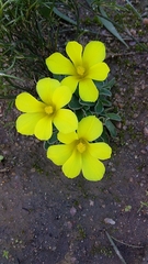 Moraea galaxia