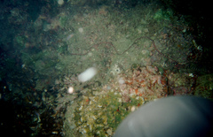 Baseodiscus mexicanus