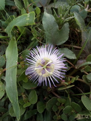 Passiflora ciliata
