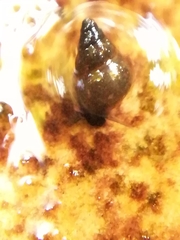 Potamopyrgus antipodarum