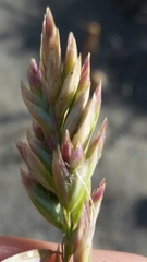 Poa macrantha
