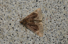 Hypena abalienalis