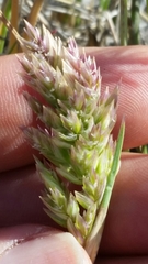 Poa macrantha
