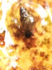 Potamopyrgus antipodarum