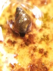 Potamopyrgus antipodarum