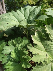 Gunnera tinctoria