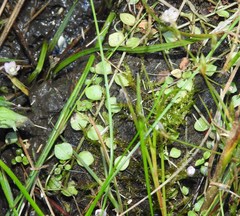 Lysimachia tenella