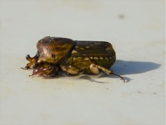 Euoniticellus intermedius