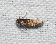 Stilbosis tesquella