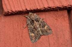Apamea amputatrix