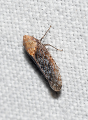 Paraphlepsius fulvidorsum