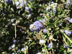 Neobellamira delicata