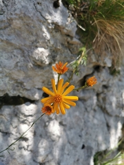 Jacobaea abrotanifolia