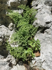 Asplenium fissum