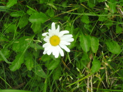 Leucanthemum vulgare