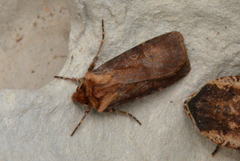 Agrotis vancouverensis