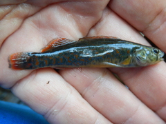 Etheostoma whipplei