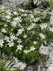 Arenaria gracilis