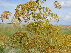 Ferula songarica
