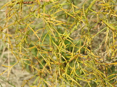 Ferula songarica
