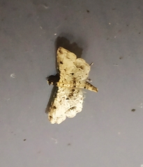 Sufetula