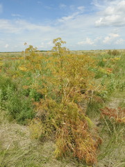 Ferula songarica