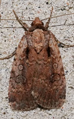 Eueretagrotis attentus