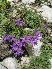 Campanula waldsteiniana