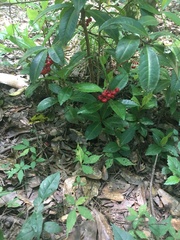 Ardisia crenata