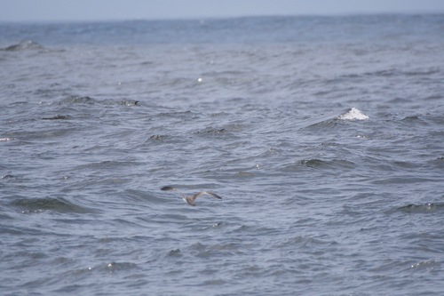 Buller's Shearwater (Ardenna bulleri), photo 10