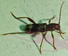 Xylotrechus colonus