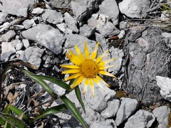 Doronicum austriacum