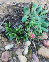 Acrodon bellidiflorus