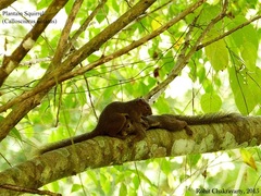 Callosciurus notatus