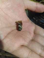 Xylocopa tabaniformis azteca