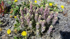 Castilleja exserta latifolia