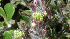 Castilleja exserta latifolia