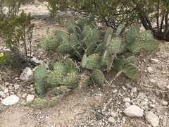 Opuntia dulcis