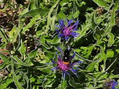 Centaurea triumfettii