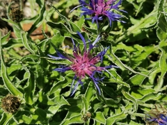 Centaurea triumfettii