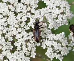 Brachyleptura brevis