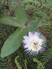 Passiflora ciliata